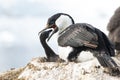 female blue-eyed cormorant Antarctic feeding chicks in nest Royalty Free Stock Photo