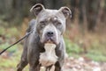 Skinny emaciated starving Pitbull dog chained outside animal cruelty neglect Royalty Free Stock Photo