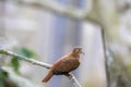 the female Blue ground dove (Claravis pretiosa) Royalty Free Stock Photo