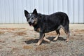 Blue Heeler Australian cattle dog Royalty Free Stock Photo