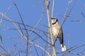 a female Blue Jay Cyanocitta cristata perching on a leafless tree branch in winter. Royalty Free Stock Photo