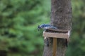 A female Blue Jay, Cyanocitta cristata, standing on a platform bird feeder attached to a Maple tree looking at the ground