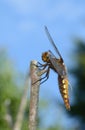 Female libelula dragonfly perched on a twig.