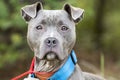 Female blue Pitbull outside on leash with wide blue collar