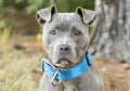 Female blue Pitbull outside on leash with wide blue collar