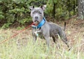 Female blue Pitbull outside on leash with wide blue collar and ID tag