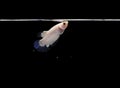 Female Blue Rim Betta, Cupang, Siamese Fighting fish and Black Negative or copy space Royalty Free Stock Photo