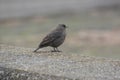 Female Blue rock thrush Royalty Free Stock Photo