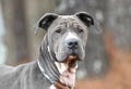 Female blue Shar Pei and Pitbull mix dog with wrinkles outside on leash. Dog rescue pet adoption photography for humane society