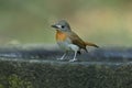 Female blue throated blue flycatcher, Cyornis rubeculoides, Salim Ali Bird Sanctuary Royalty Free Stock Photo