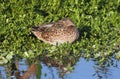 Female Blue-winged Teal Royalty Free Stock Photo