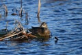 Female Blue-winged Teal duck in marsh Royalty Free Stock Photo