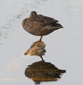 Female blue winged teal peeking with one eye on a small portion of a log