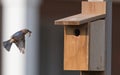 Female bluebird arriving birdhouse with food