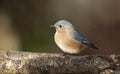 Female Bluebird