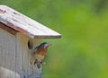 A female Bluebird checking out her nest.