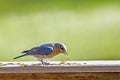 A female Bluebird is feeding on dried mealworms.