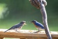 Female Bluebird feeding her offspring.