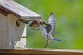 A female Bluebird feeds her fledgling baby.