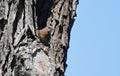 Female Bluebird resting on a tree