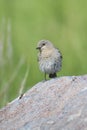 Female bluebird standing on rock