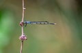 Female Bluetail Damselfly Royalty Free Stock Photo
