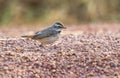 Female Bluethroat Luscinia svecica