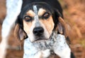 Female Bluetick Coonhound hunting dog with large floppy ears looking up at camera