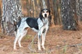 Female Bluetick Coonhound hunting dog outside on leash in woods