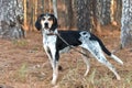 Female Bluetick Coonhound hunting dog outside in woods on leash