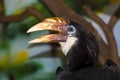 Female Papuan hornbill on a tree branch