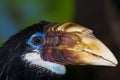 Female Papuan hornbill on a tree branch