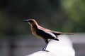 Female Boat-tailed grackle Royalty Free Stock Photo