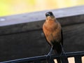 Female boat-tailed grackle bird Royalty Free Stock Photo