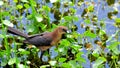 Female boat-tailed grackle bird in wetlands