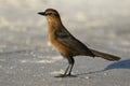 Female Boat-tailed Grackle - Cedar Key, Florida Royalty Free Stock Photo