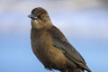 Female boat-tailed grackle closeup Royalty Free Stock Photo