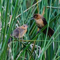 Boat-tailed Grackle Chick Begs for Dinner Royalty Free Stock Photo