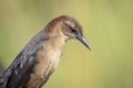 Female Boat Tailed Grackle at John Chestnut Sr. Park Royalty Free Stock Photo