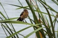 Female boat tailed grackle on leaves Royalty Free Stock Photo