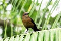 Female Boat Tailed Grackle. Royalty Free Stock Photo