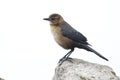 Female Boat-tailed Grackle perched on a rock - Florida Royalty Free Stock Photo