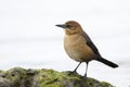 Female Boat-tailed Grackle perched on a rock next to the Gulf of Mexico - Florida Royalty Free Stock Photo