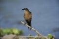 Female Boat-tailed Grackle Quiscalus major along edge of Lake Chapala Royalty Free Stock Photo