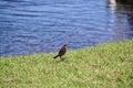 Female Boat-tailed grackle (Quiscalus major) on grass collecting stick Royalty Free Stock Photo