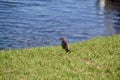 Female Boat-tailed grackle (Quiscalus major) on grass collecting stick Royalty Free Stock Photo