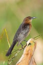 Female Boat-tailed Grackle (Quiscalus major) Royalty Free Stock Photo