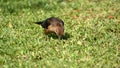 Boat-tailed grackle Royalty Free Stock Photo