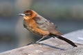 Female Boat-tailed Grackle Quiscalus major Royalty Free Stock Photo