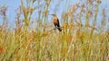 Female Boat-tailed Grackle (Quiscalus major) Royalty Free Stock Photo